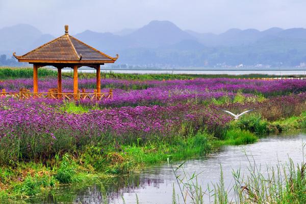 贵州威宁草海,高原湿地人鸟齐欢