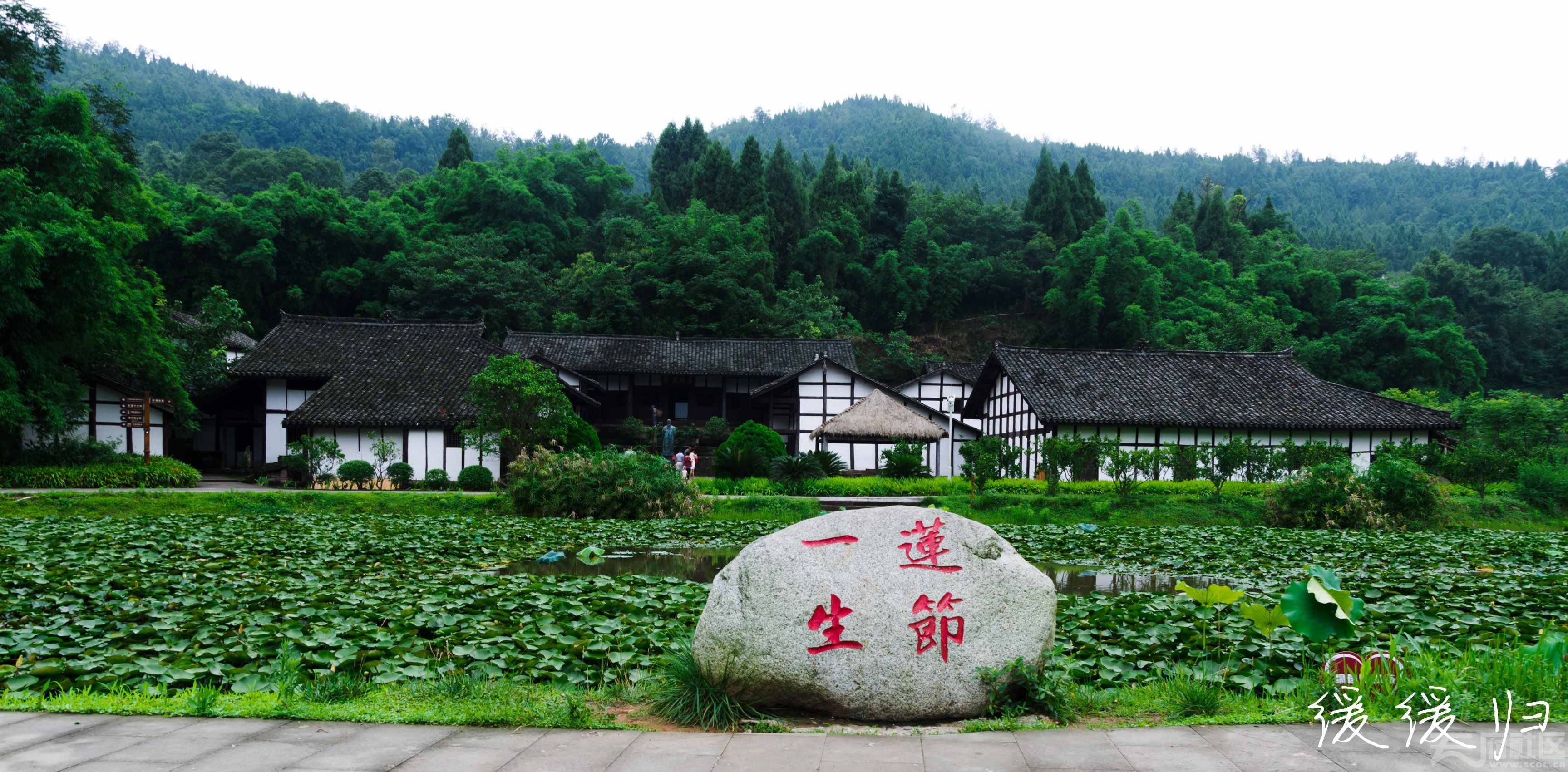 在西充莲池张澜故居拍了点荷花,求指点