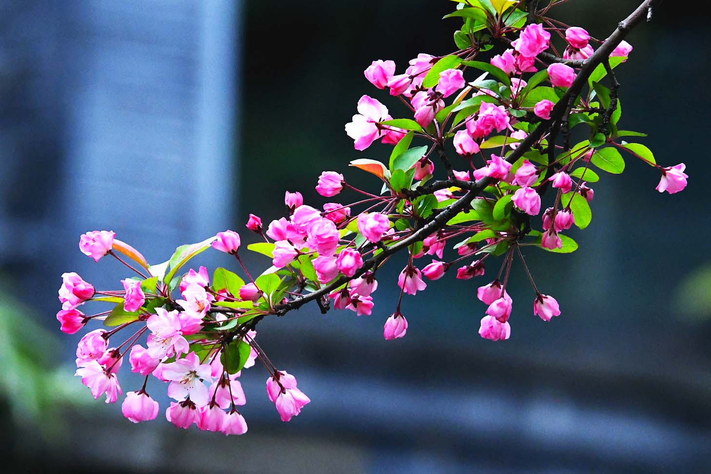 垂丝海棠花盛开