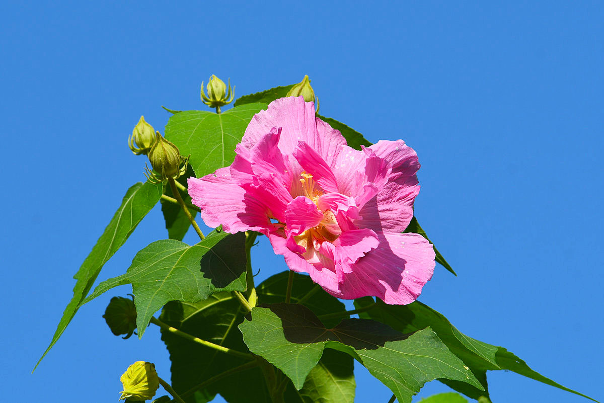 朝夕的芙蓉花