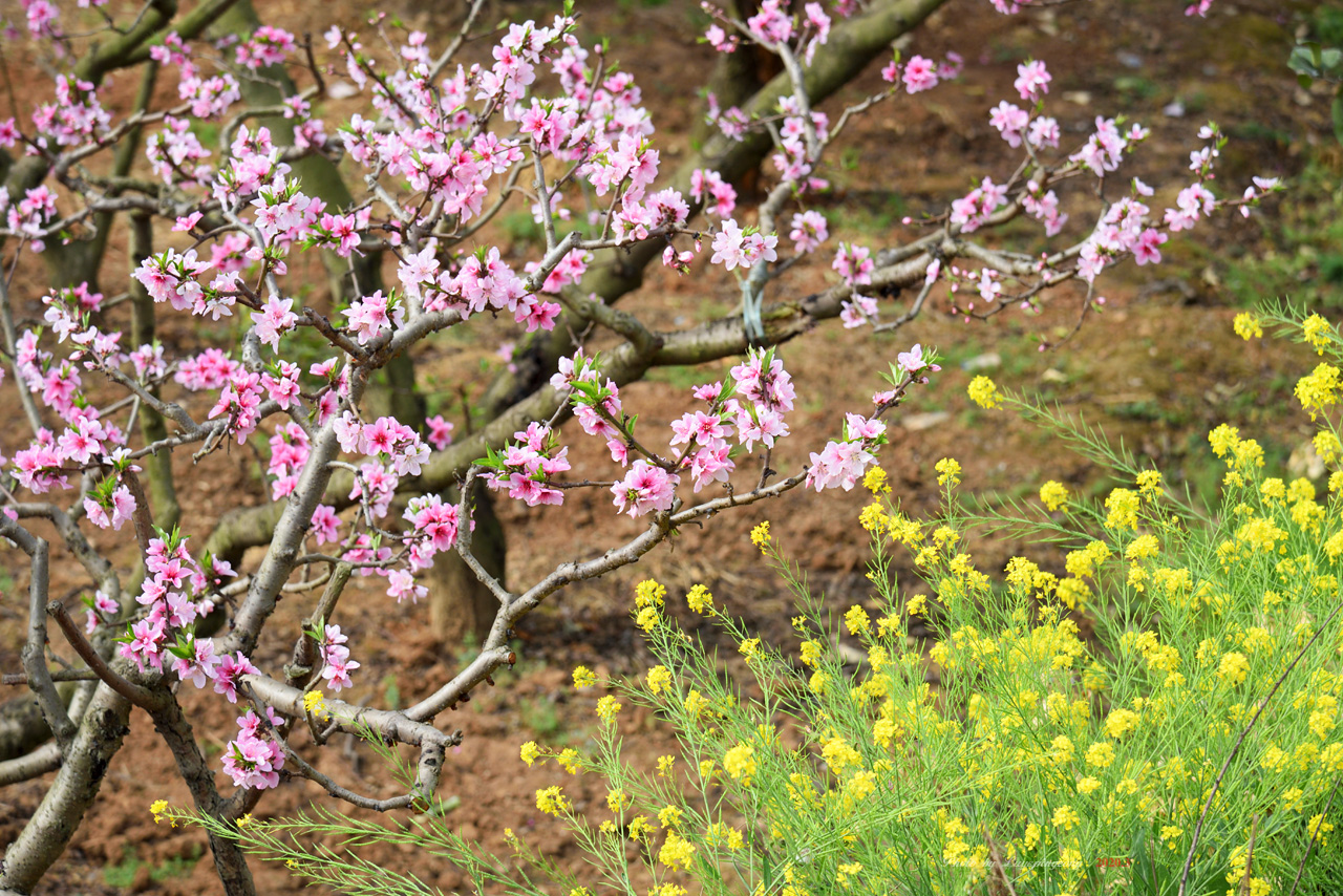 【小照】疫情下的春花春色(38:广汉松林桃花(一)