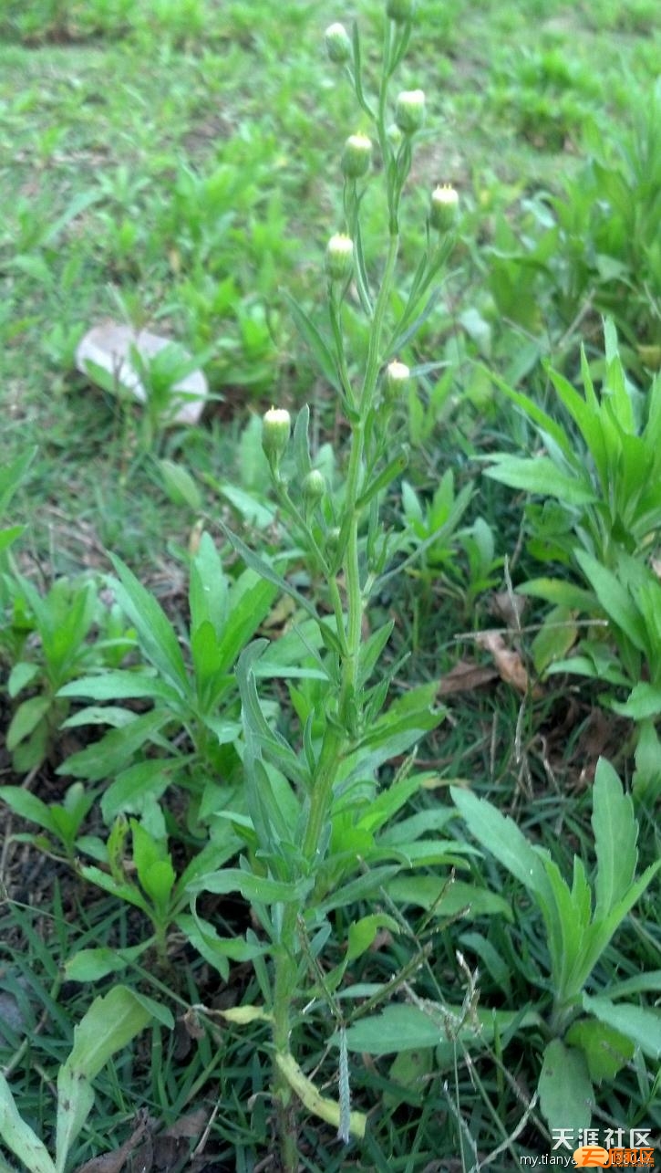 岩丝草药图片