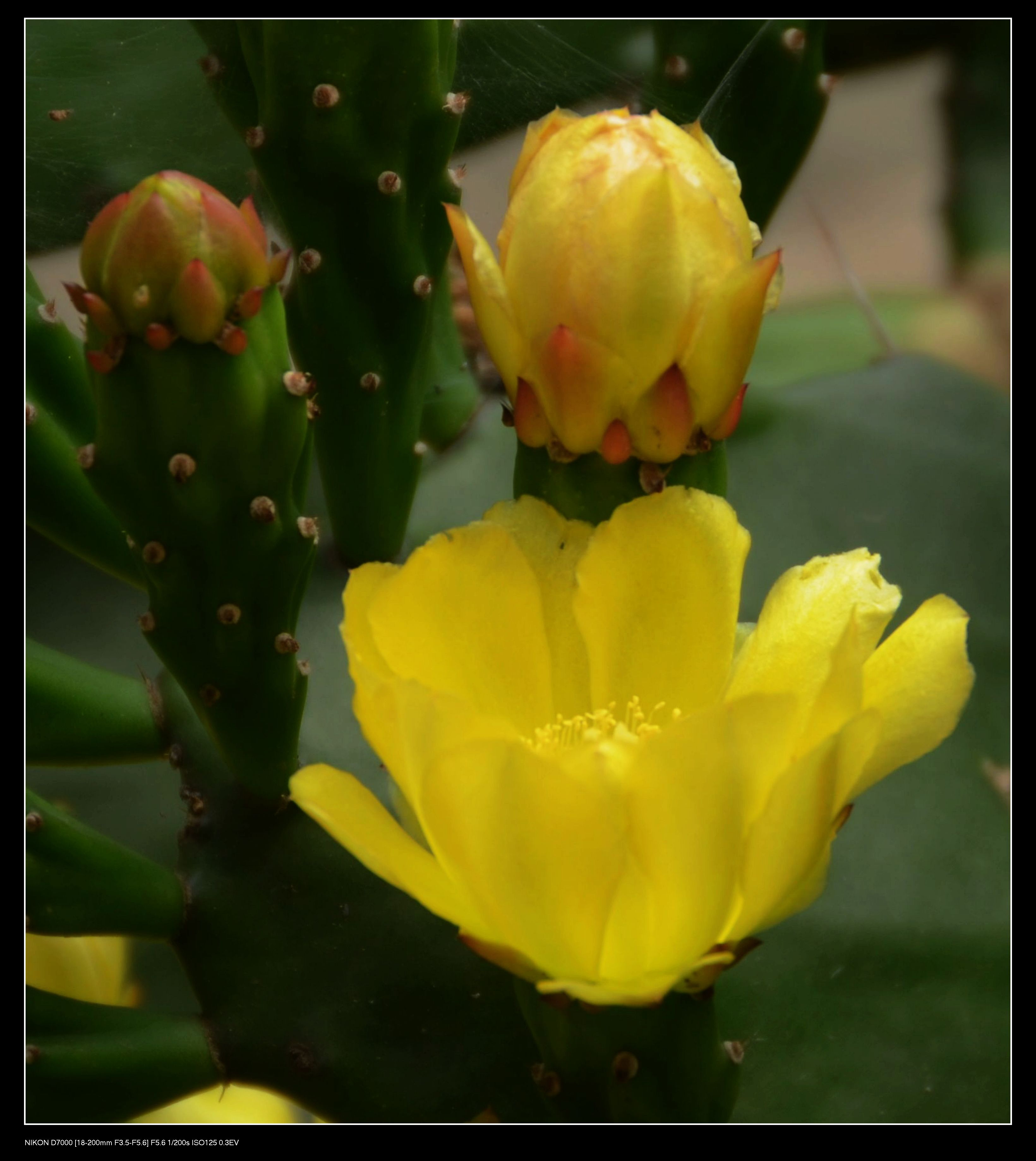 仙人掌花