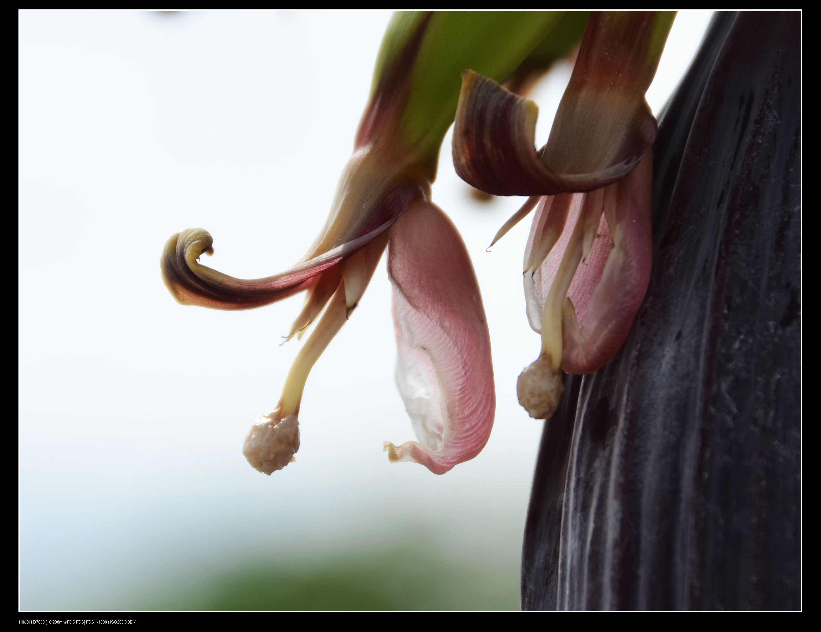 香蕉花