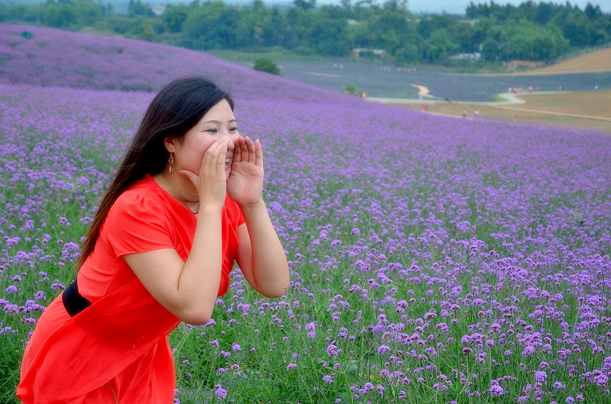 香薰山谷紫色中的麻豆