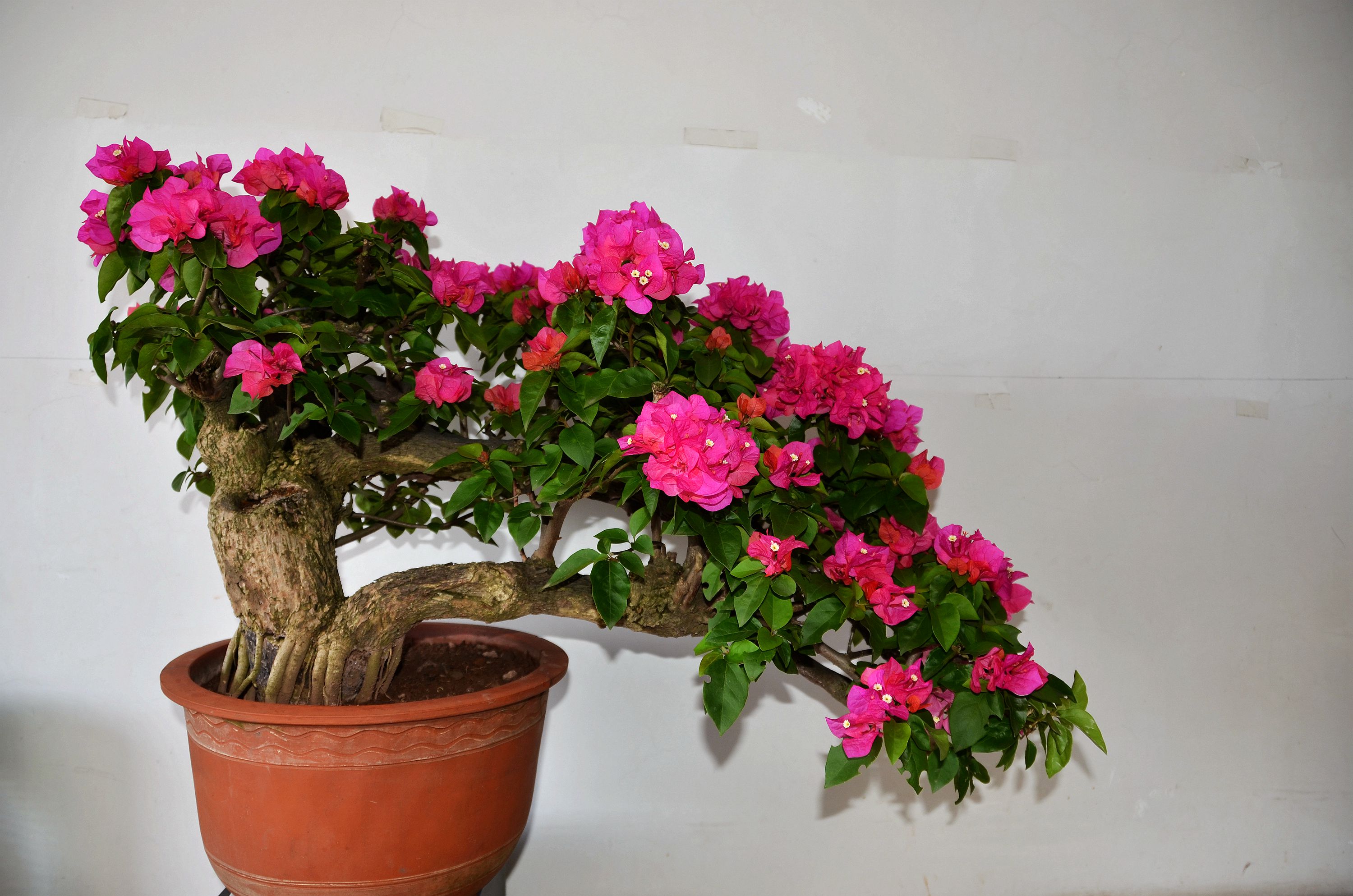 【半边玫瑰】盆景仿真植物千层花盆栽家居装饰假花艺创意礼品摆件-阿里巴巴