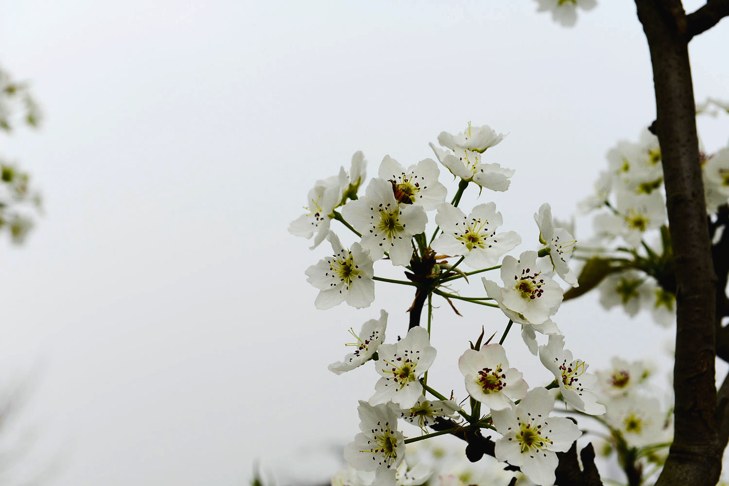 忽如一夜春风来 千树万树梨花开大林梨花开