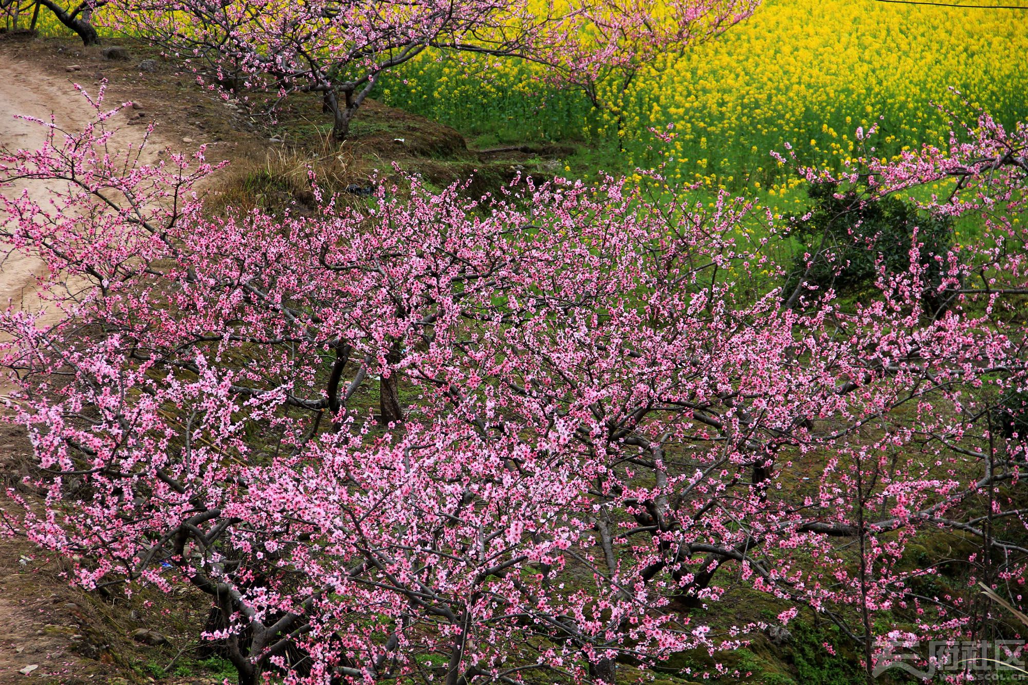 【原创】西充古楼镇桃花油菜花怒放