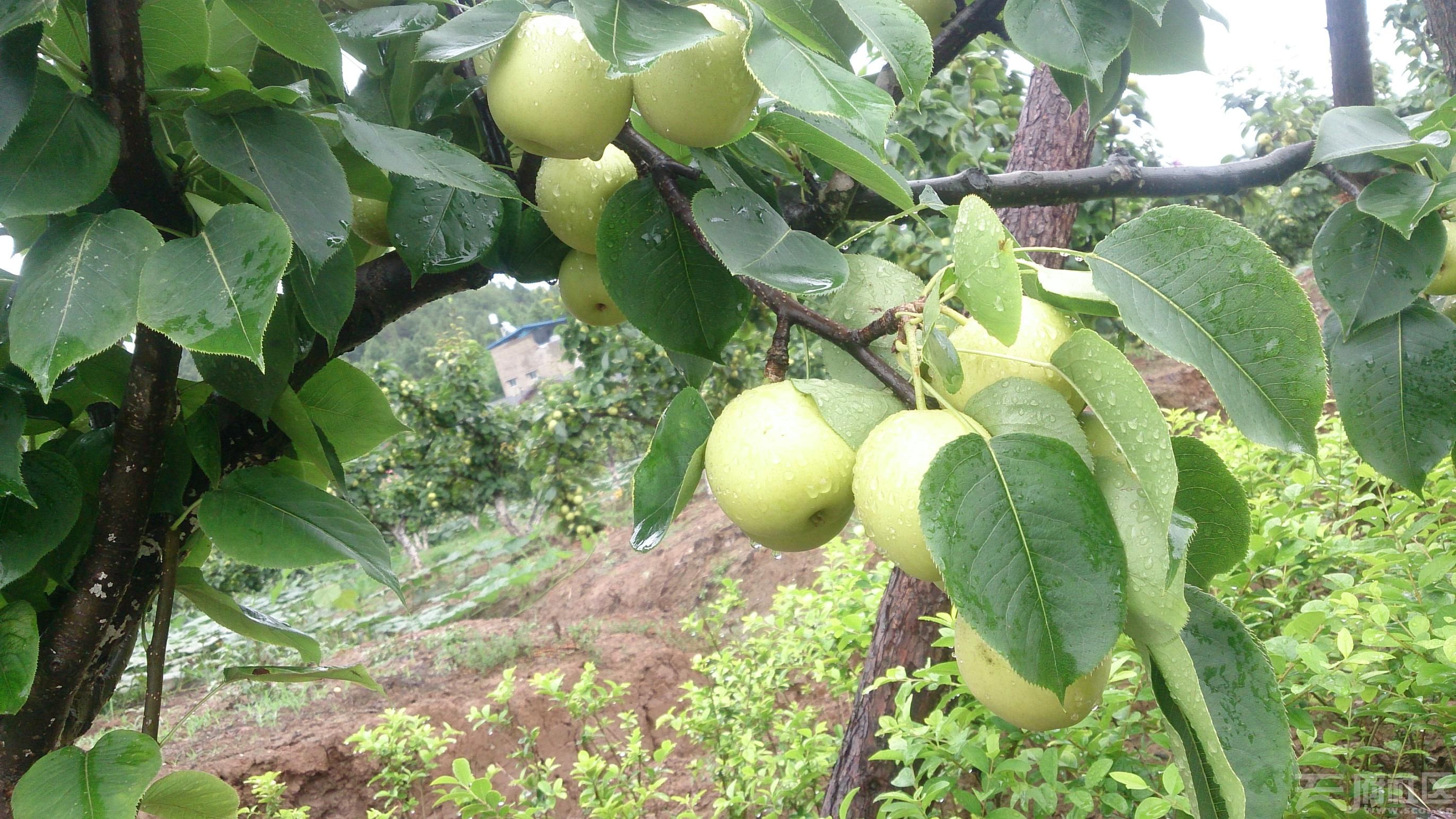 碩果磊磊翠冠梨