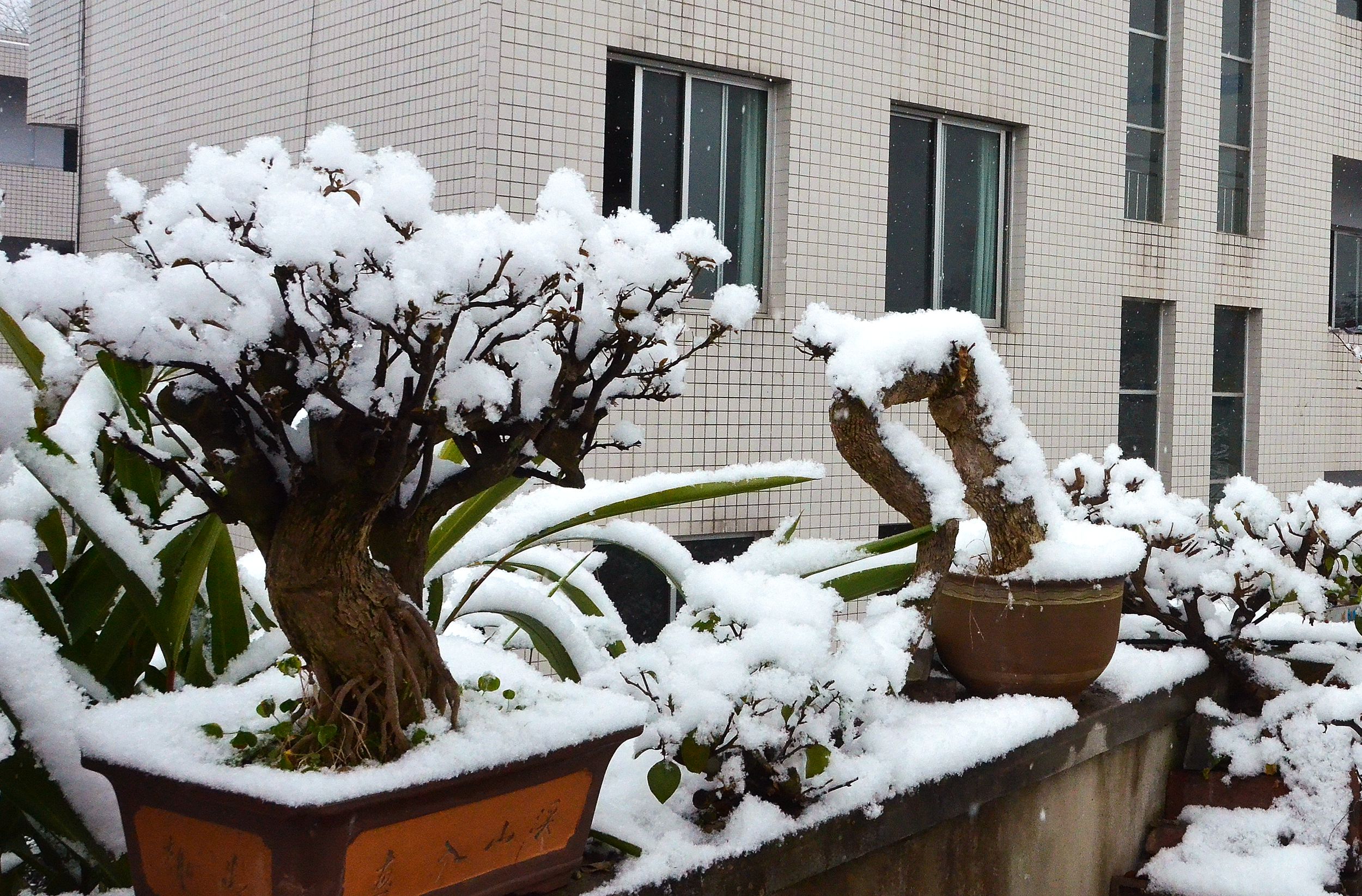 融雪树盆景图片