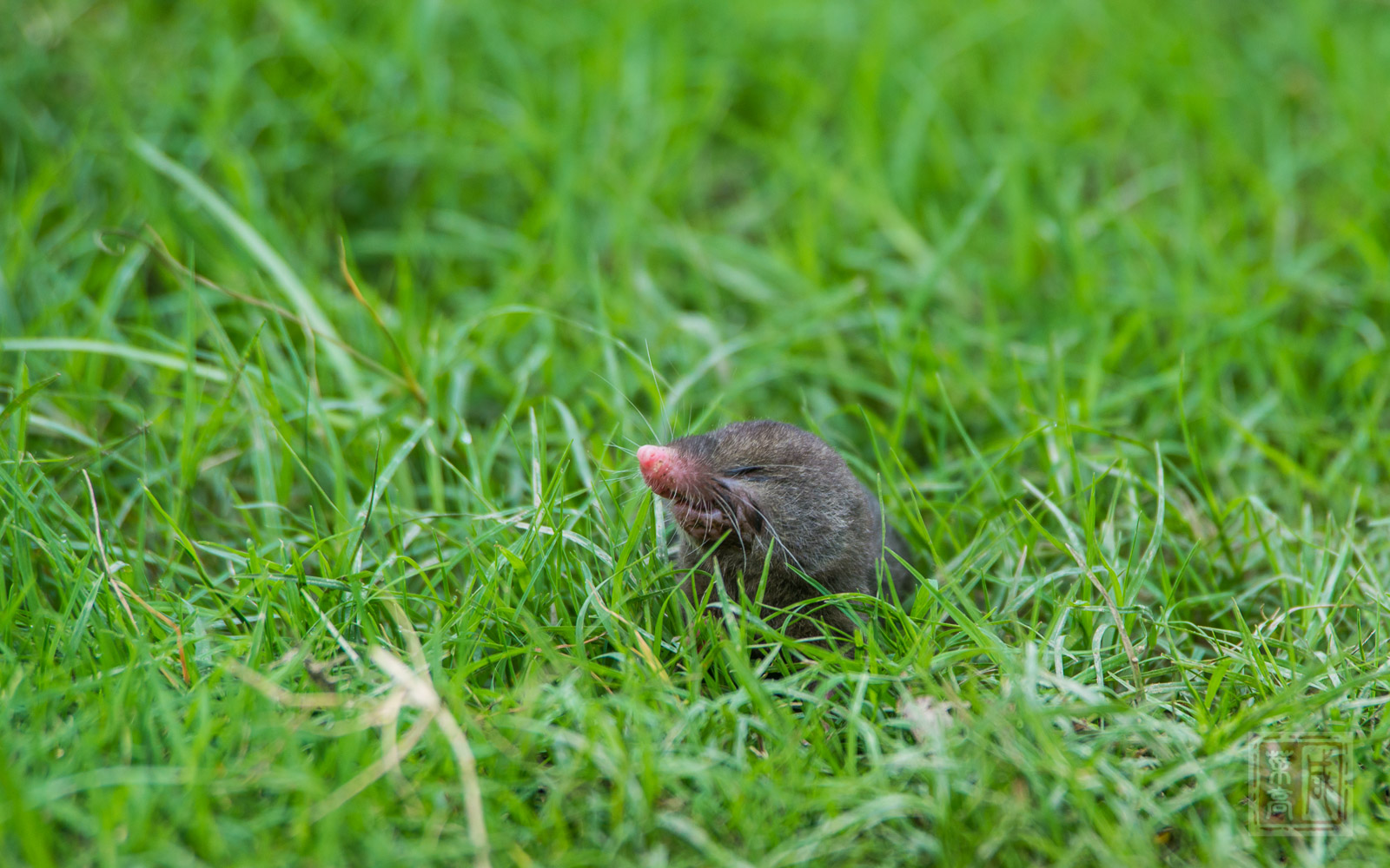 小鼹鼠 真实图片