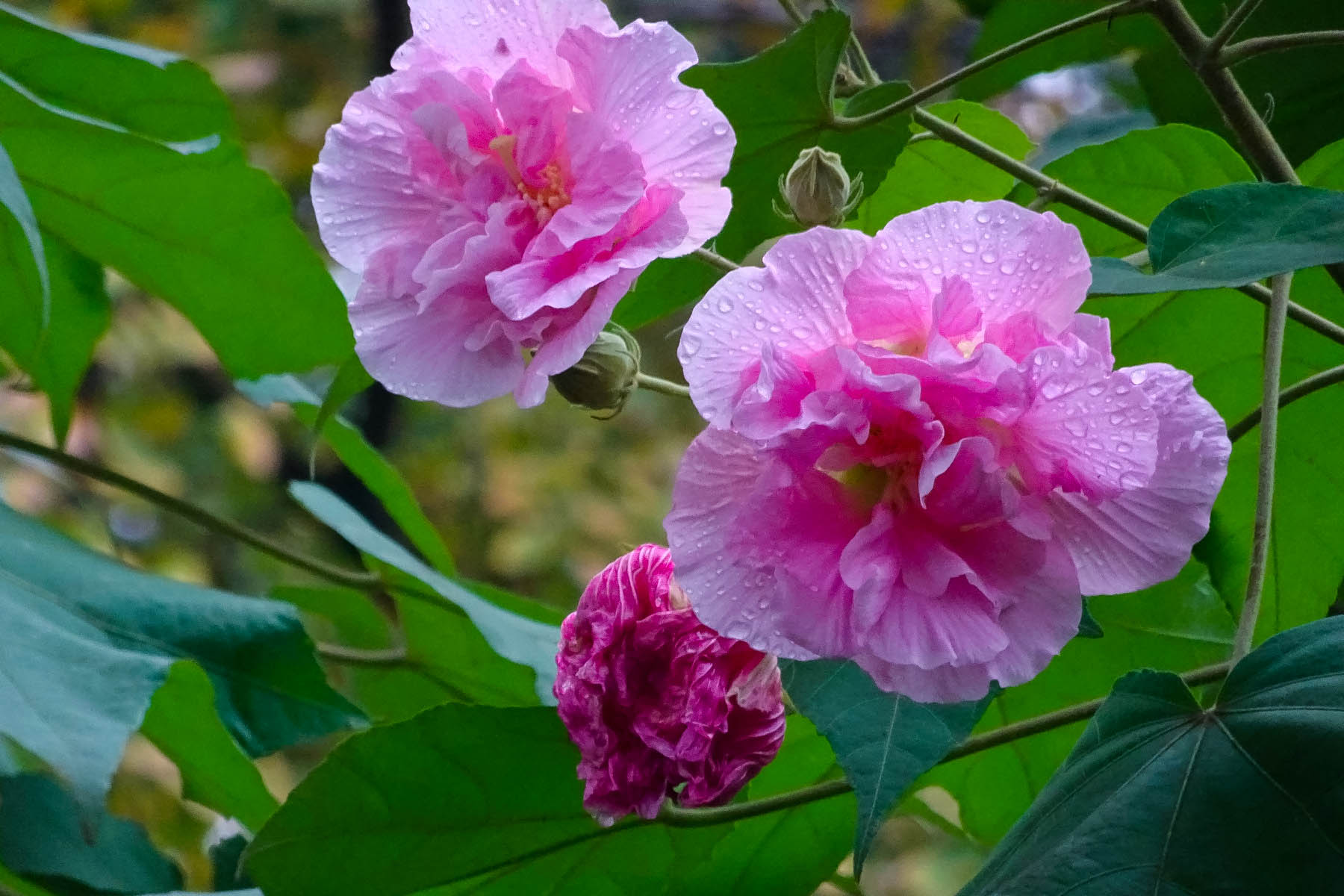 【隨拍】芙蓉花開滿蓉城