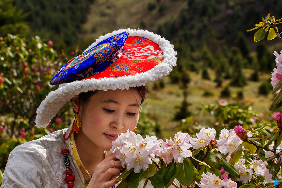 心上人像达玛花背景图片