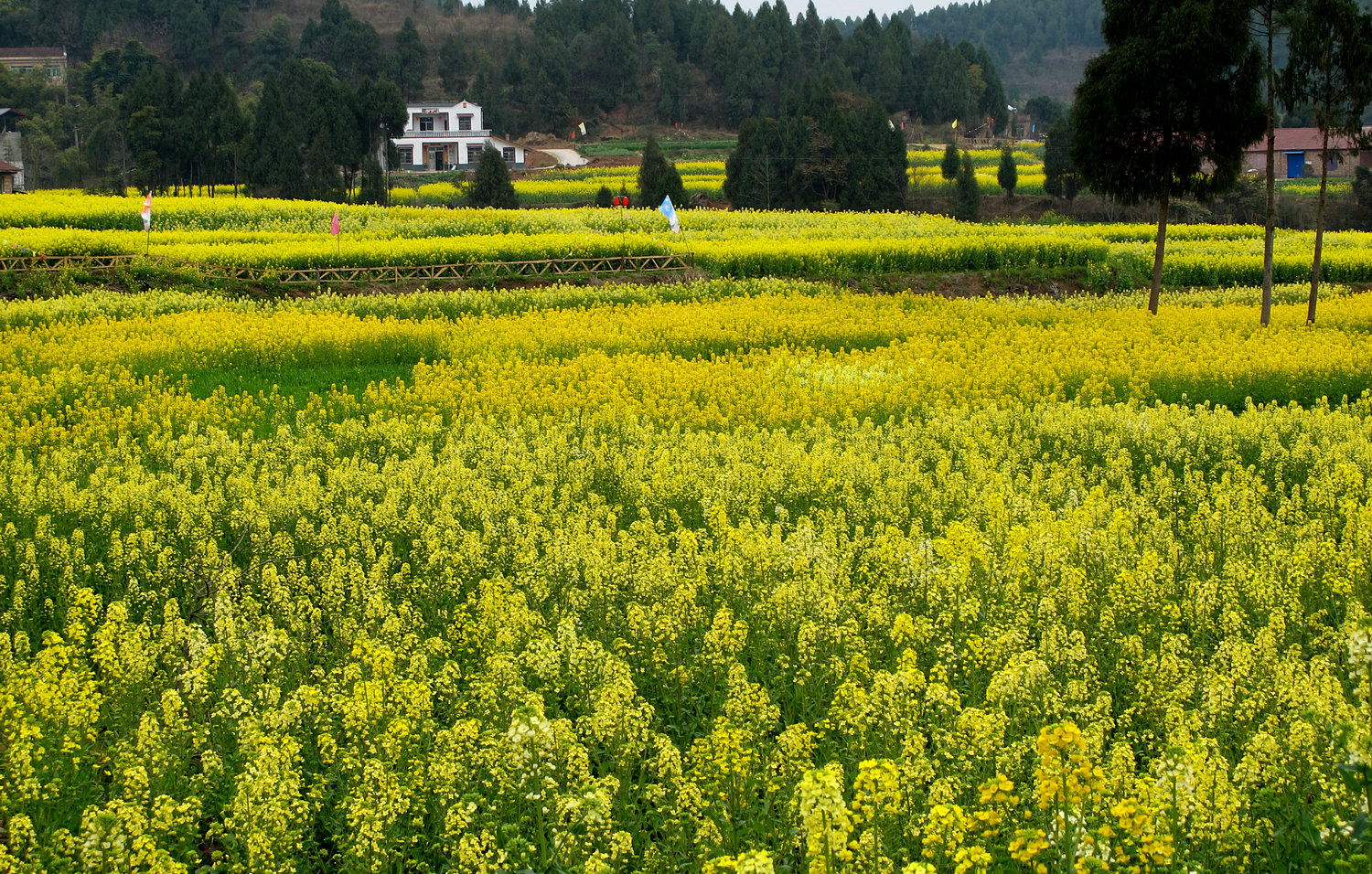 2017年3月绵阳三台塔山多彩油菜花