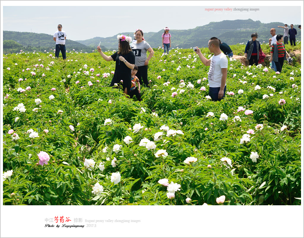 【組圖】中江芍藥谷掠影(上)