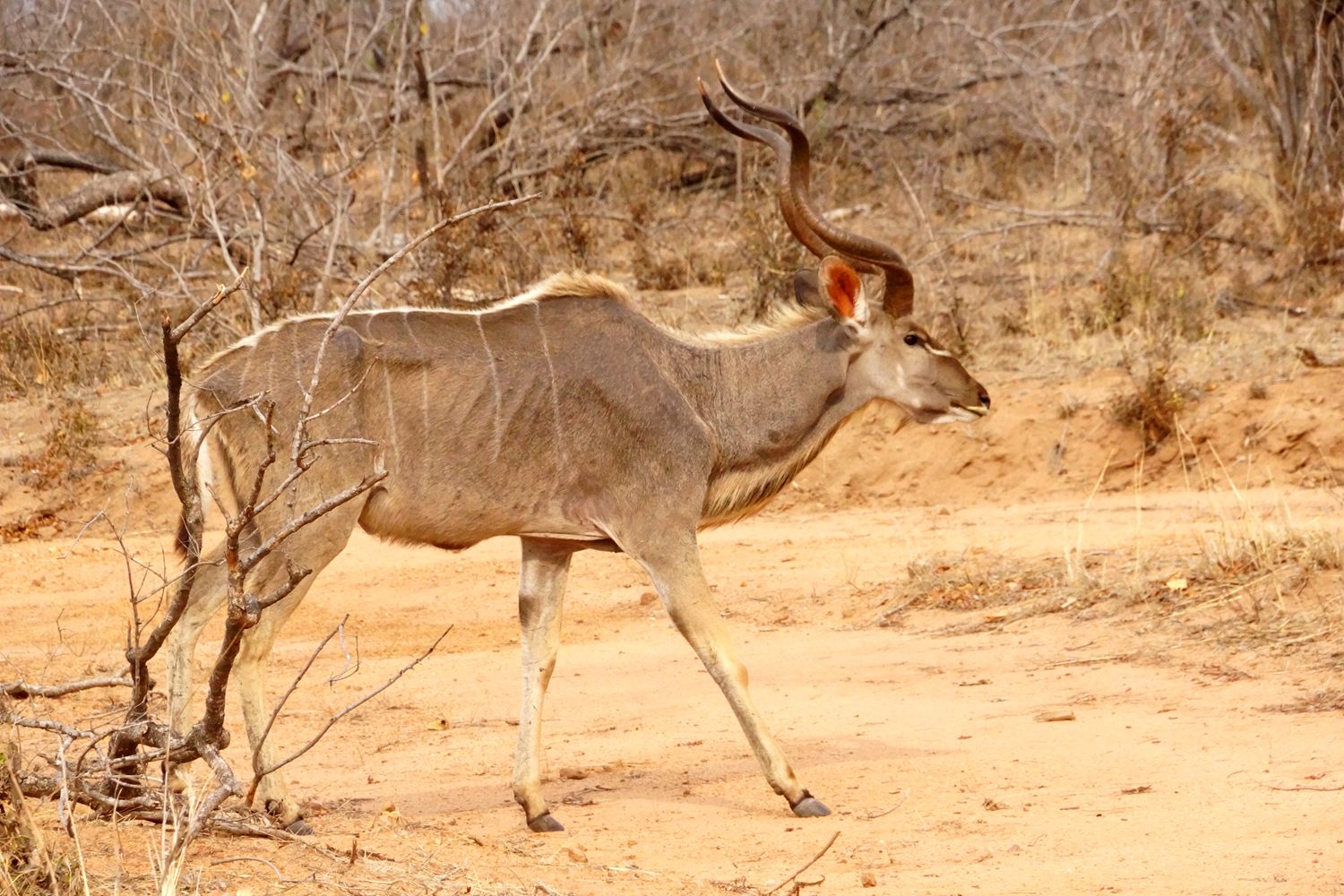 【大千世界】南非克鲁格国家公园里的弯角羚羊