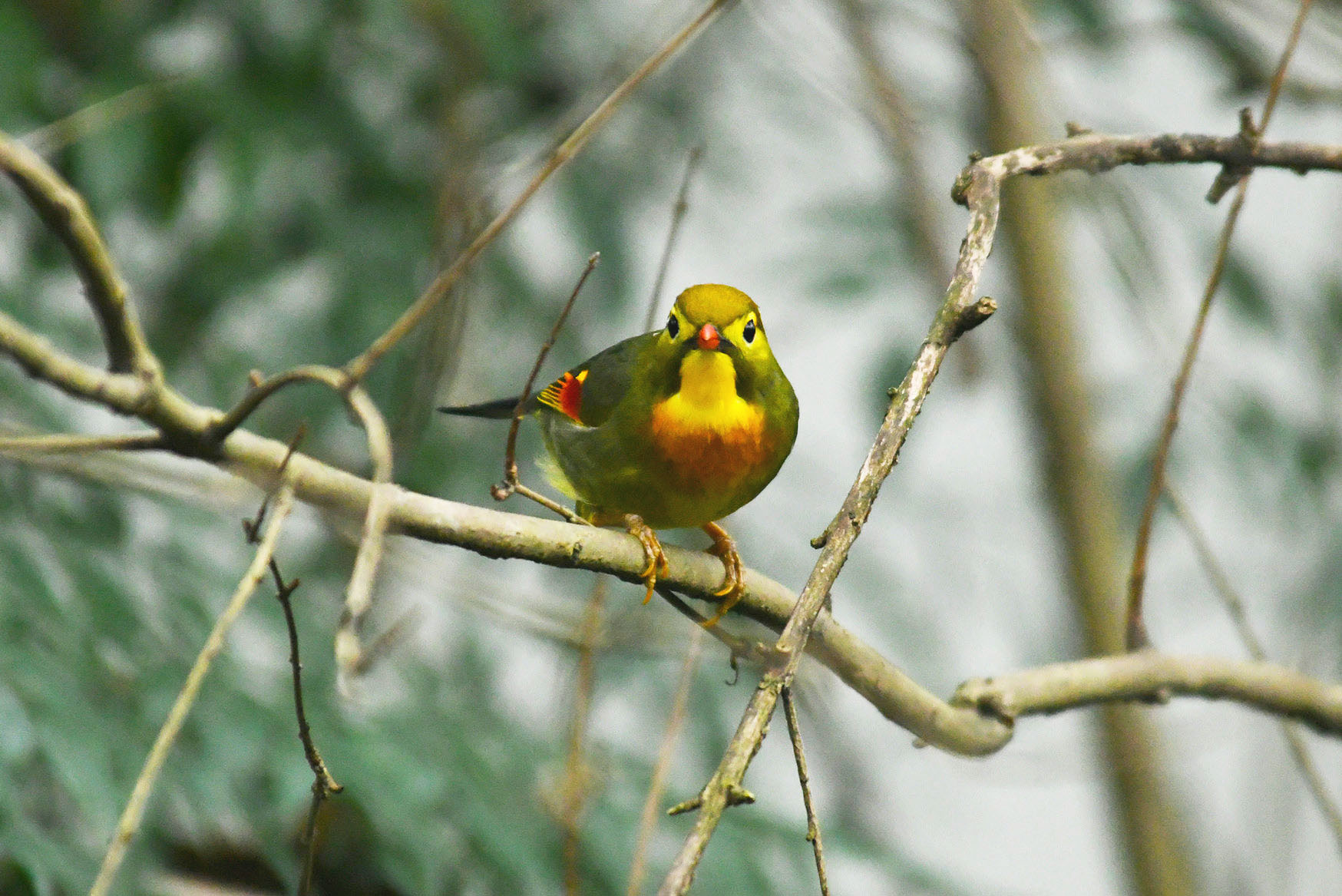 鳥趣# 羽毛鮮豔的紅嘴相思鳥