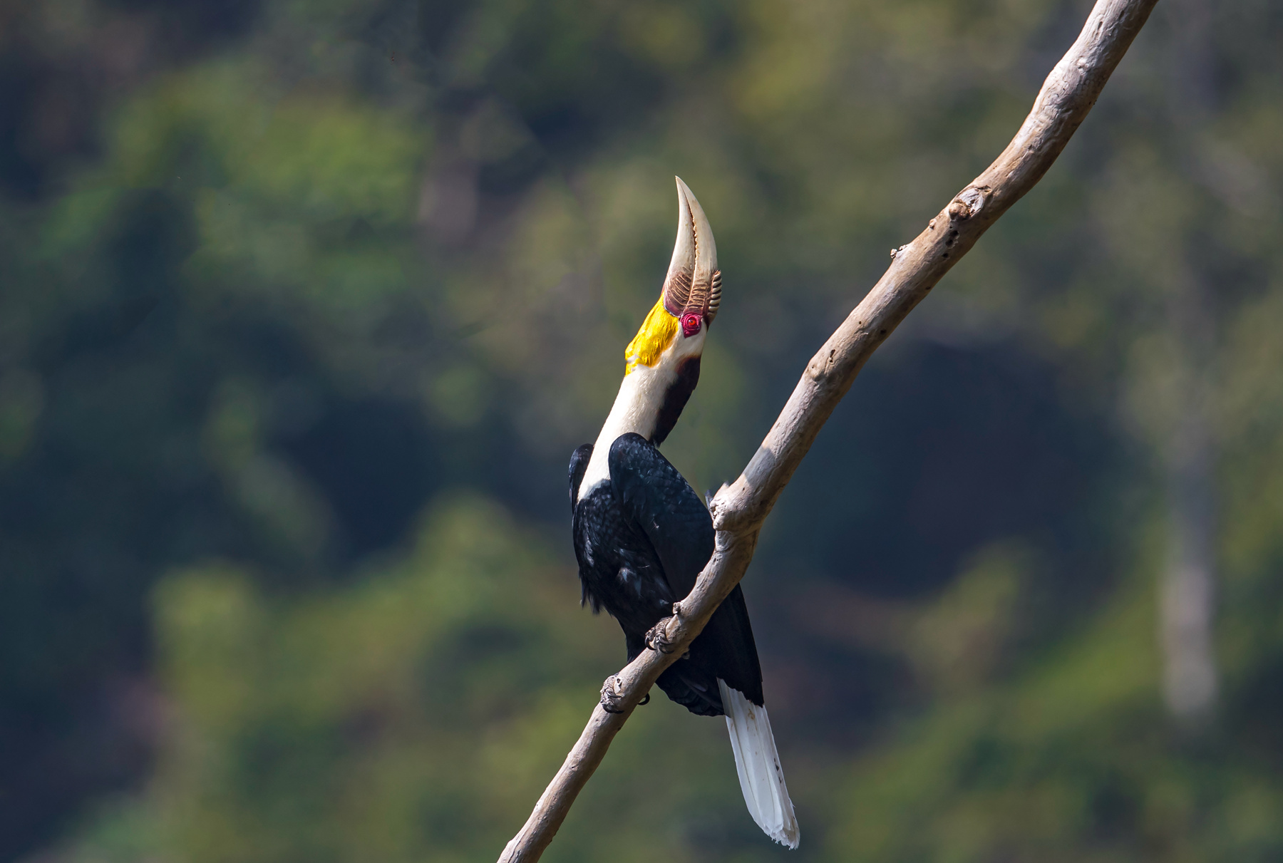 【鳥類攝影】花冠皺盔犀鳥