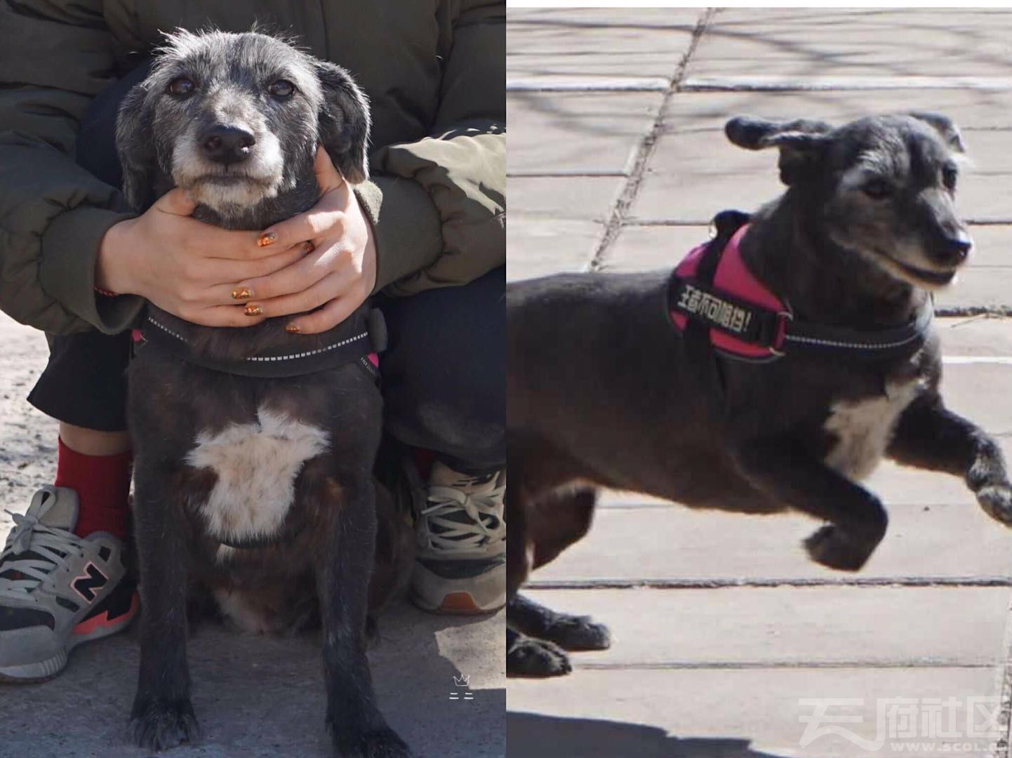 寻狗启示  家有爱犬一只,名叫黑莓,母狗7岁了,中华田园犬俗称串串