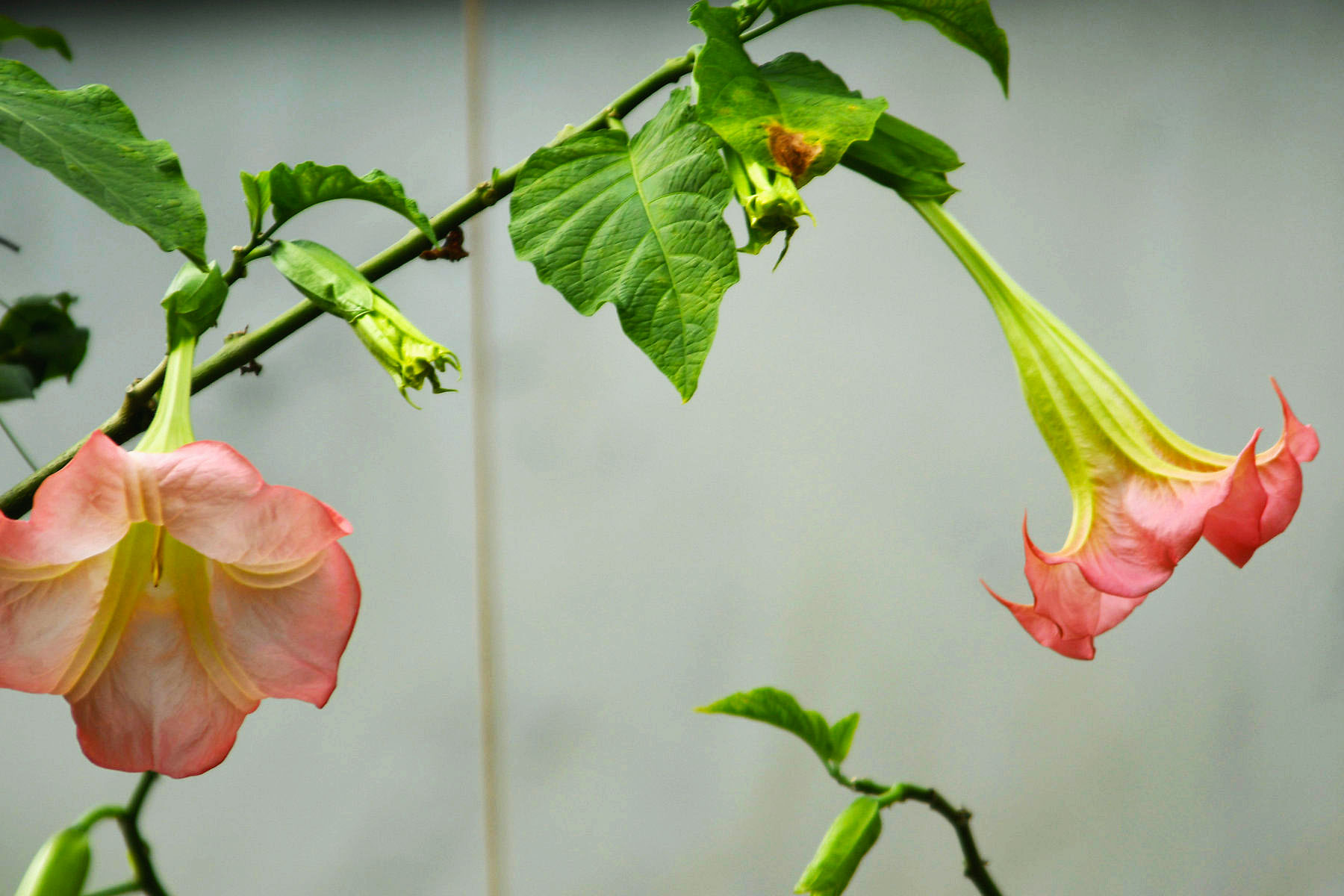 有一种有毒的花叫什么（美丽的"洋金花"，却是全株有毒的曼陀罗，还有人把它当花卉种植） | 说明书网