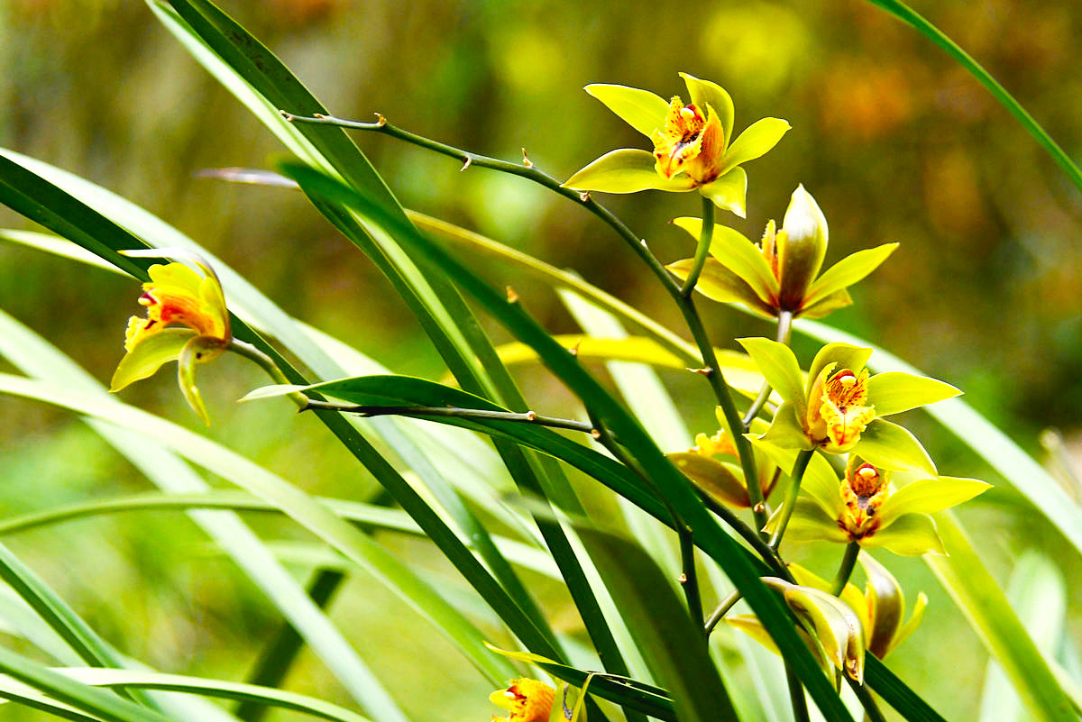 兰花种类名称（7种中国兰花品种大赏） – 碳资讯