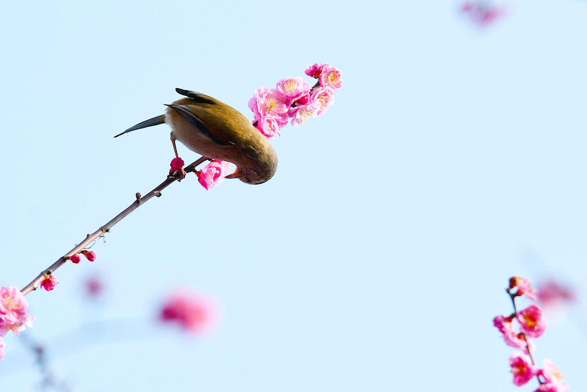 二月裡來是春天藍翅希鶥鳥鬧春