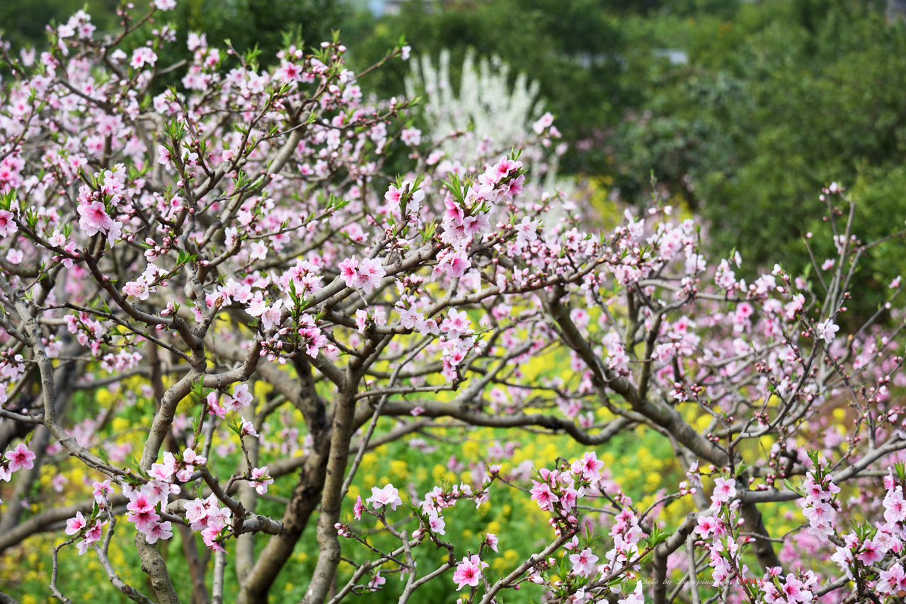 广汉松林桃花景区图片