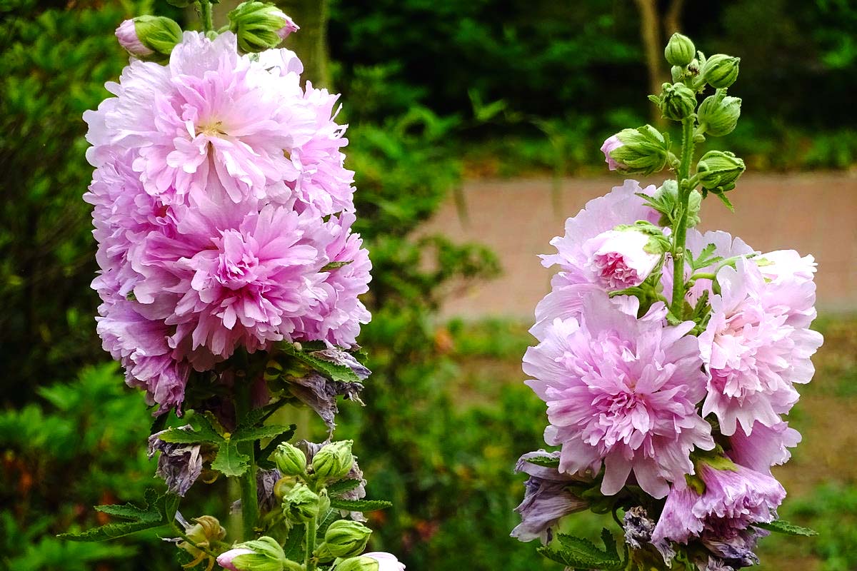 【五月天】成都植物园的蜀葵花开 - 天府摄影 - 天府社区