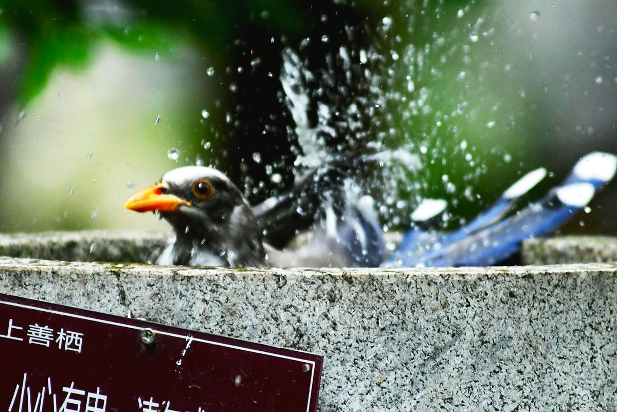 【六月天热】稚红嘴蓝鹊洗澡