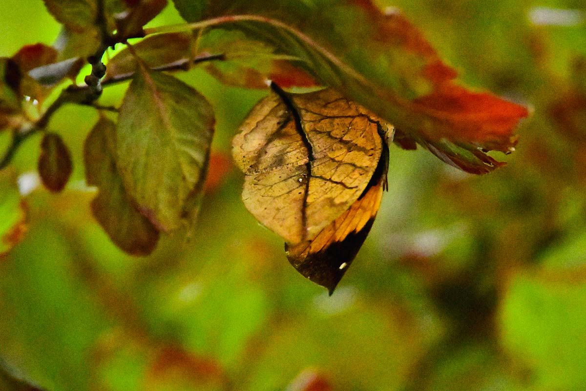 秋の蝶 | GANREF