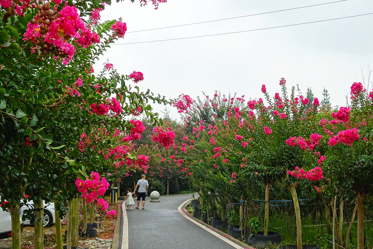 仙村紫薇公园图片