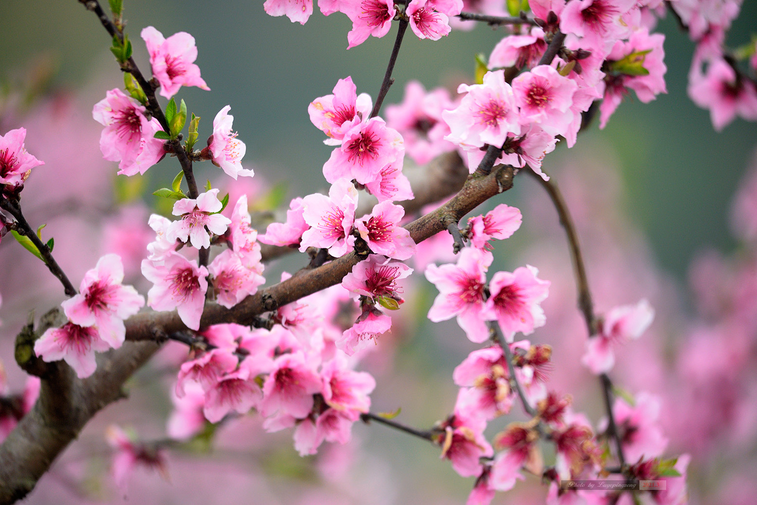 怎么拍桃花图片