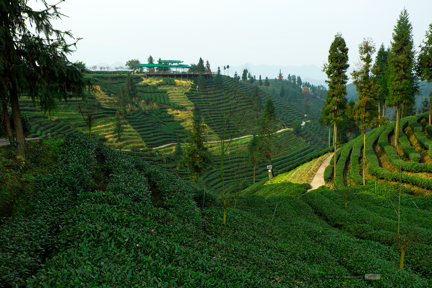 牛角山茶叶基地图片