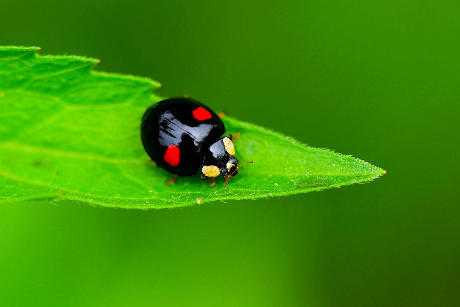 瓢虫的种类（瓢虫大全及简介） – 碳资讯