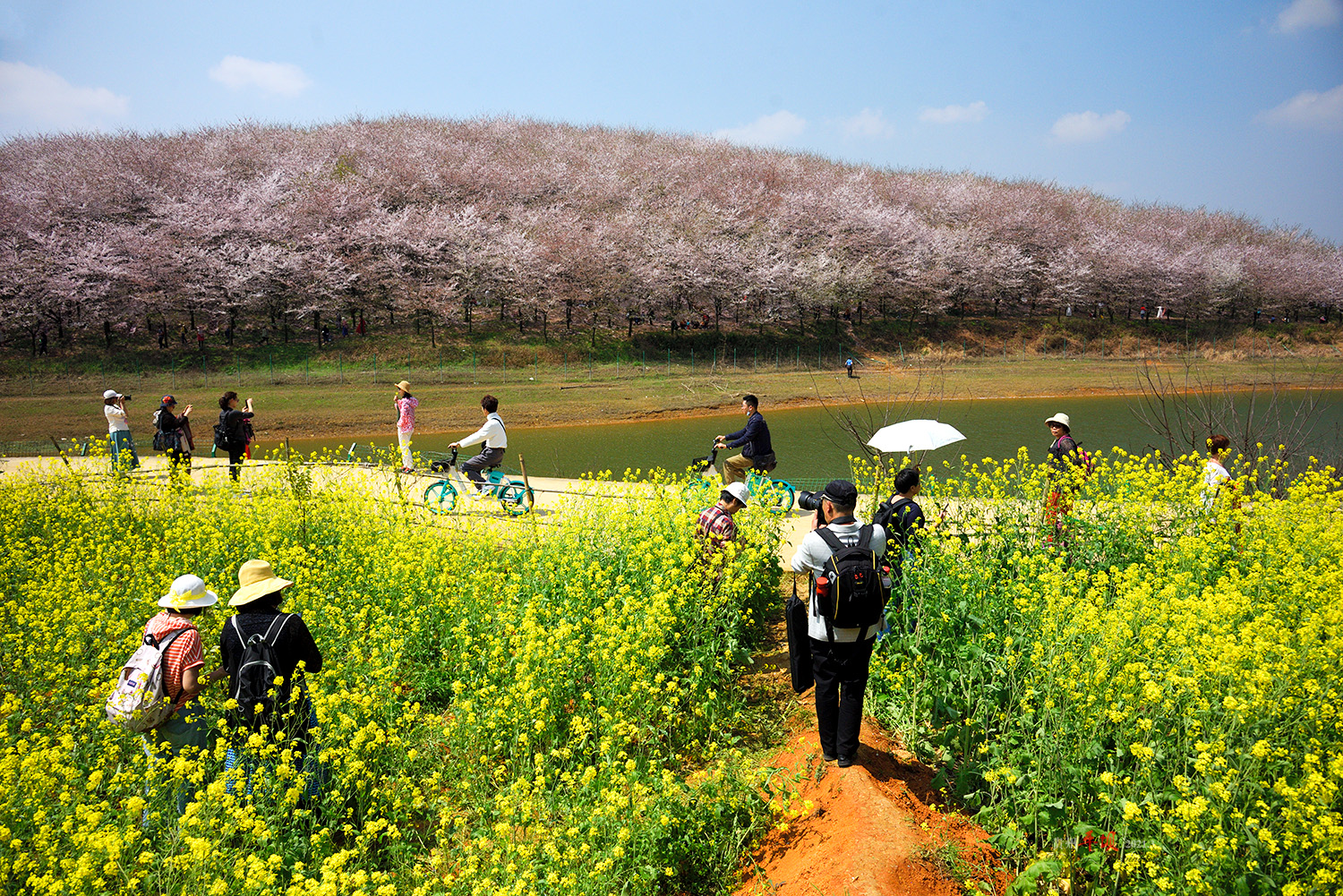 組圖貴州紅楓湖平壩櫻花園掠影4