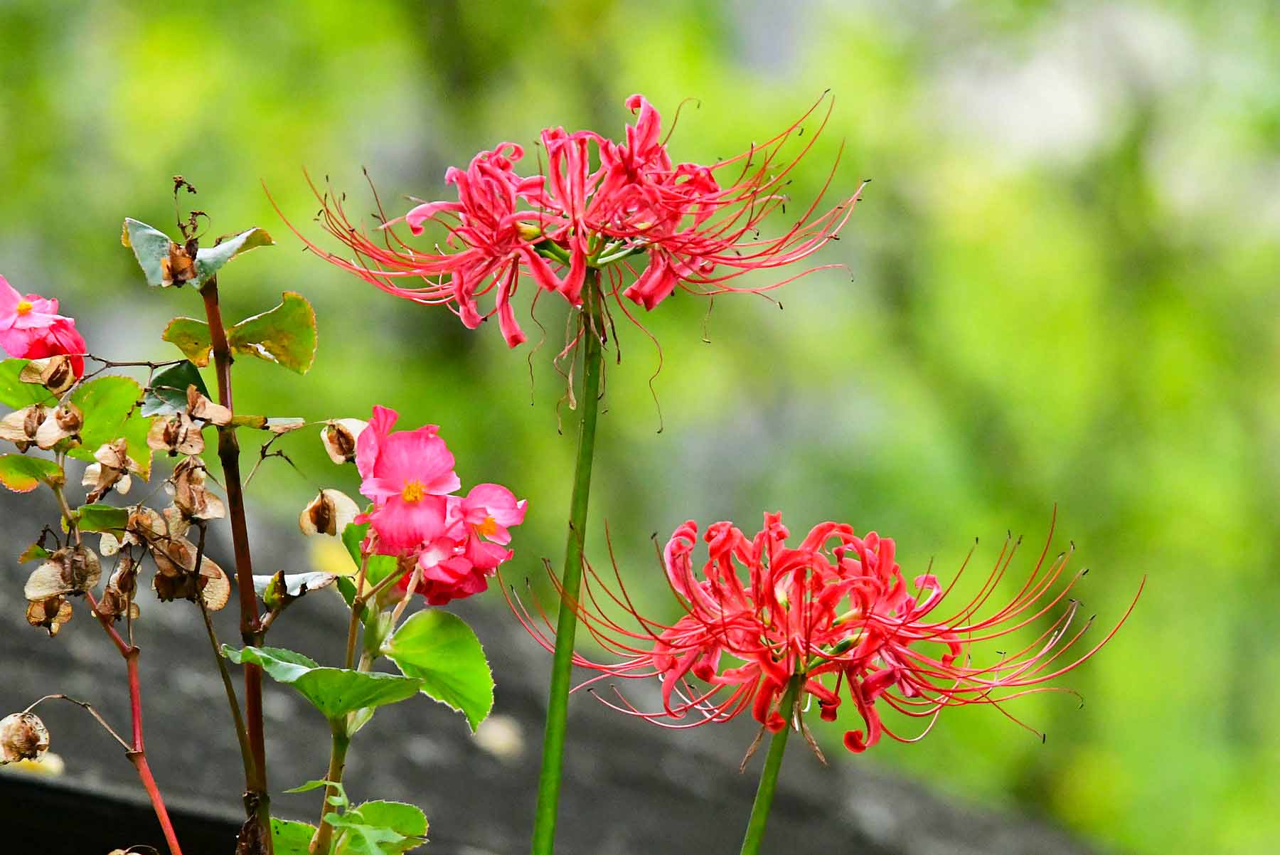 【路边野花】红石蒜花开 