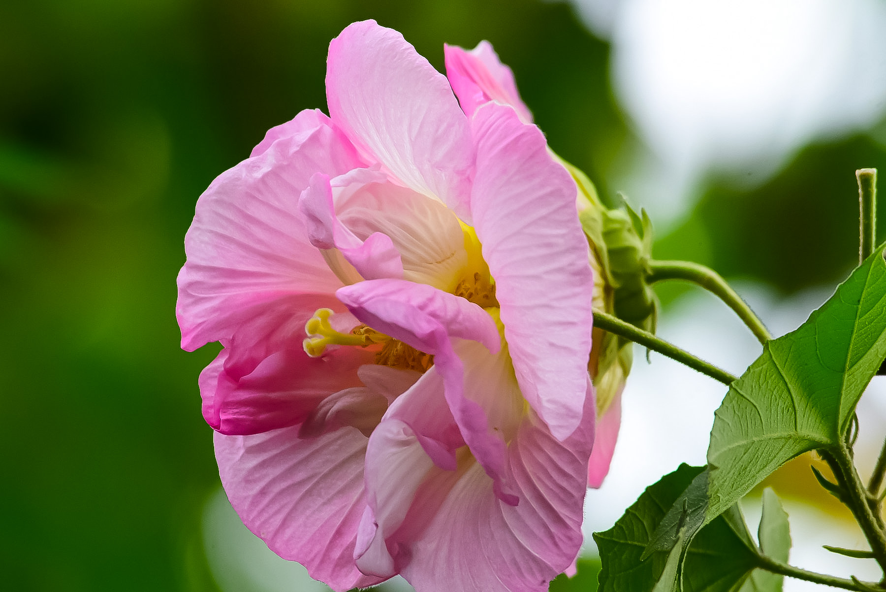 芙蓉红是什么颜色图片