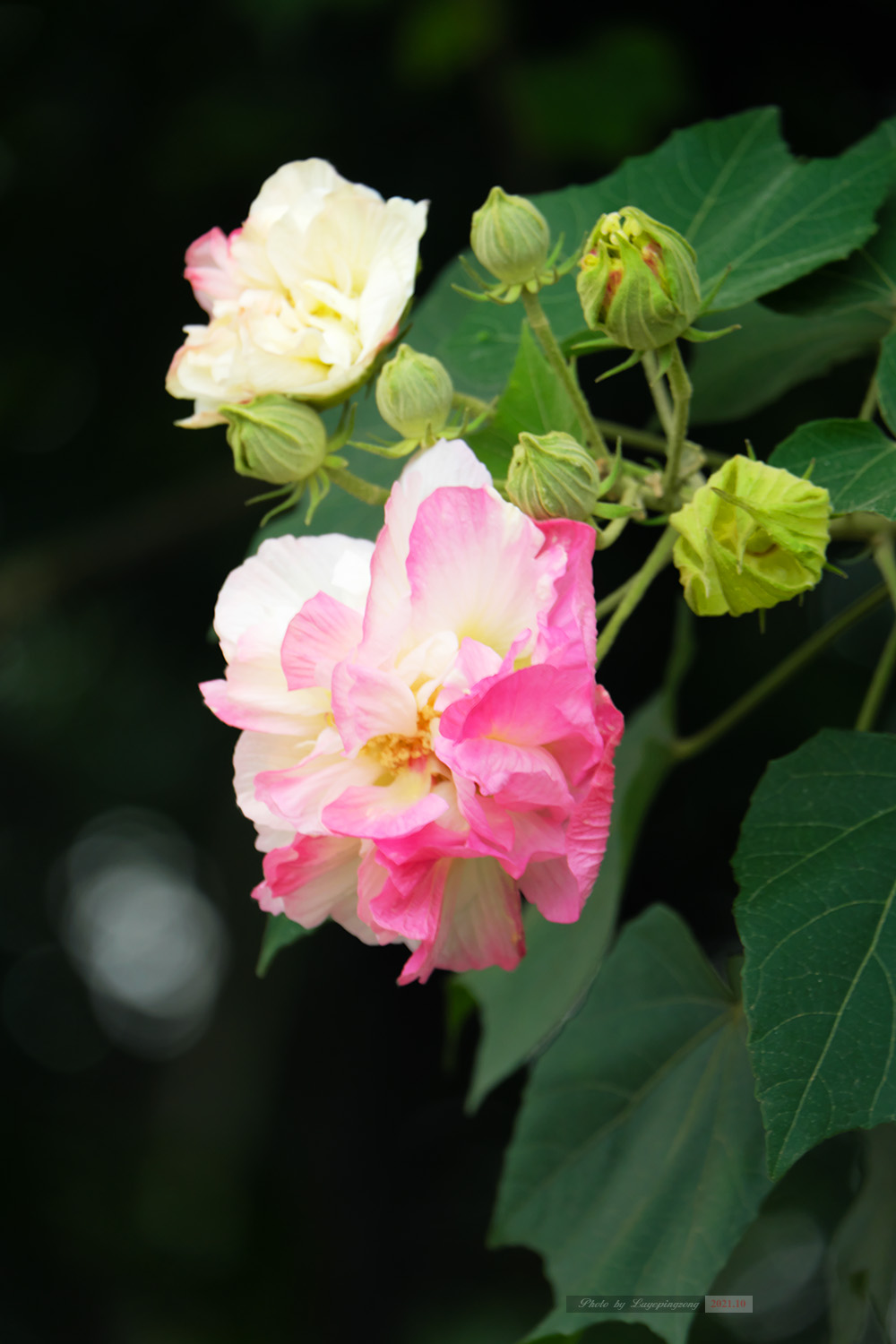 【组照】路边小照:芙蓉花开 