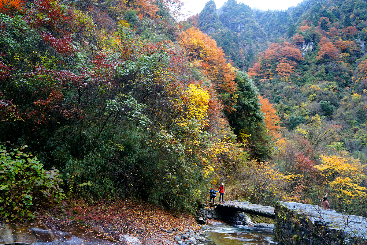 绵阳平武老河沟的秋色太美了原生态没门票