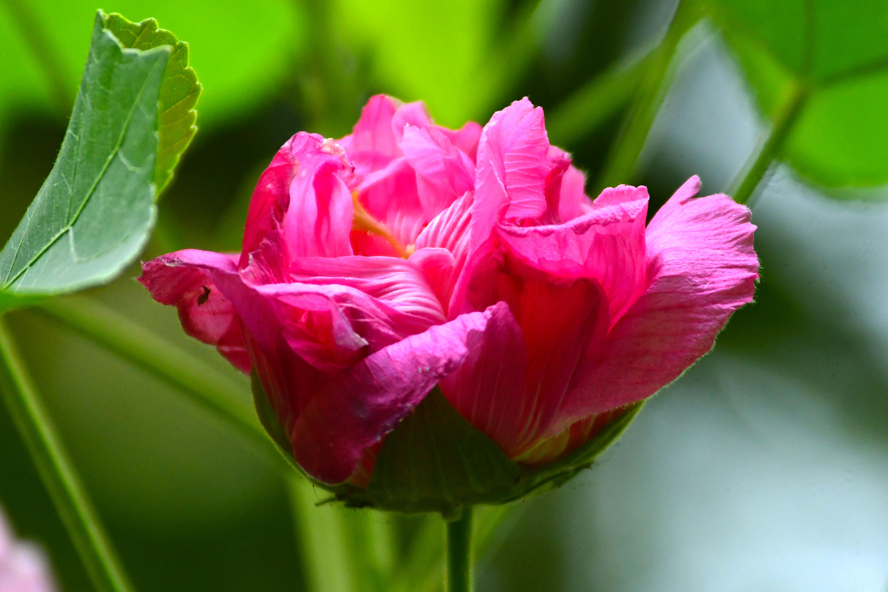 秋景芙蓉花開