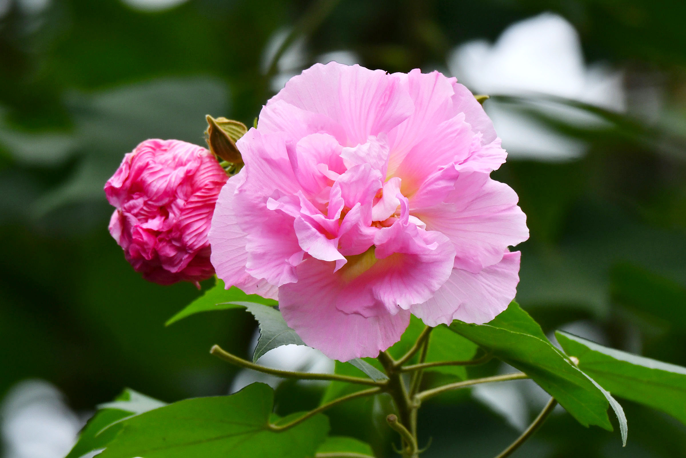 金秋十月 芙蓉花开