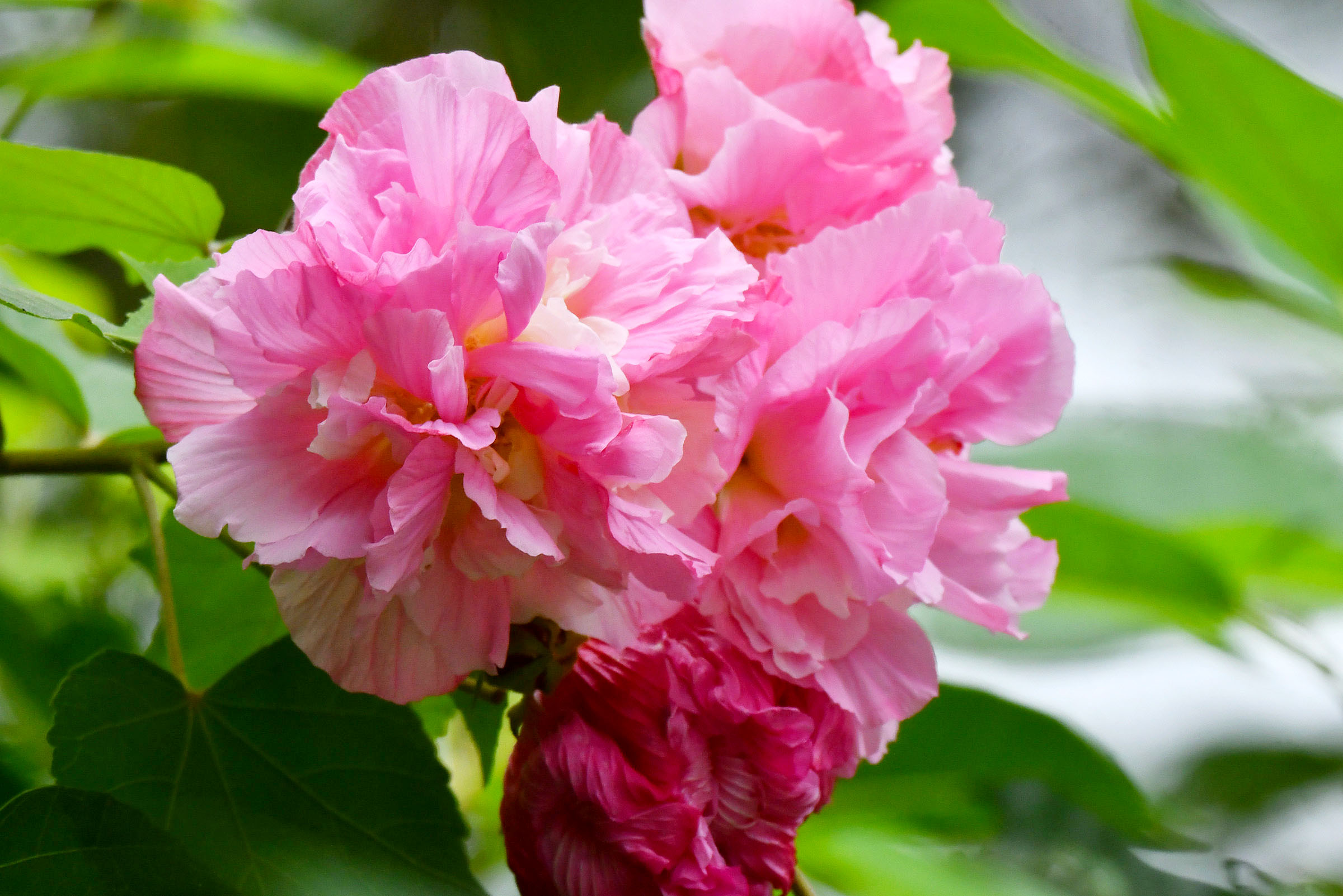 芙蓉花长什么样图片