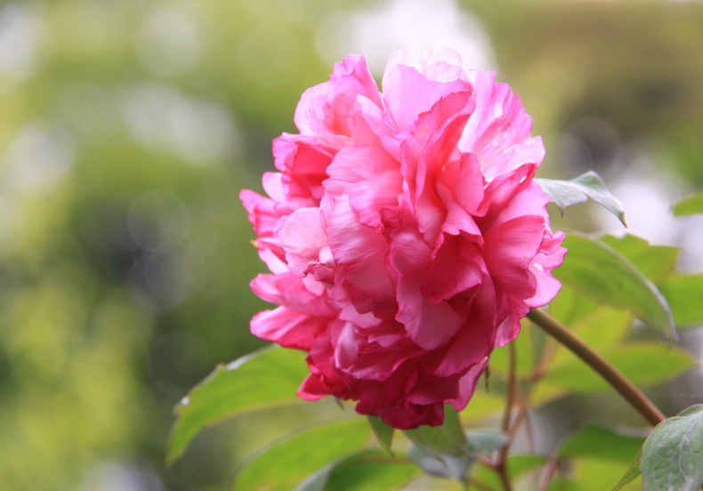 彭洲災後牡丹 花開富貴